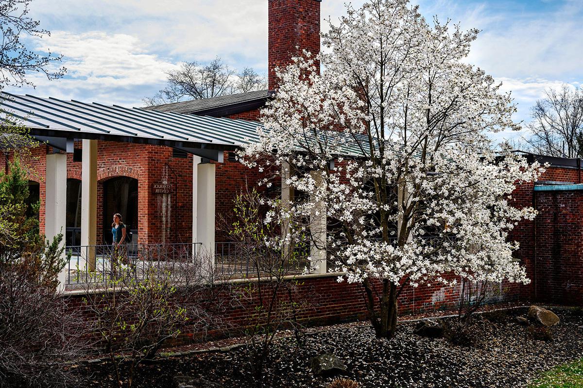 SAS image flowering tree